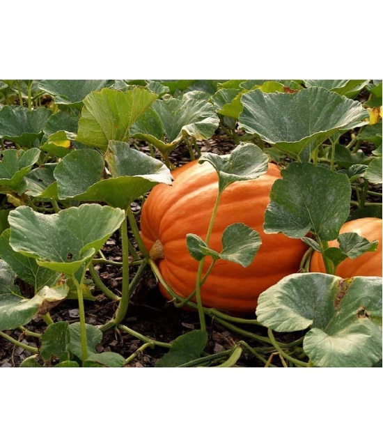 BIG MAX PUMPKIN - ORGANIC - Best Quality hybrid SEEDS