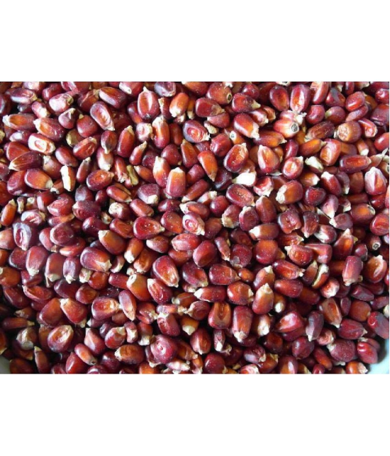 High Germination Red Corn (maize) Traditional Seeds - ( 50 seed )