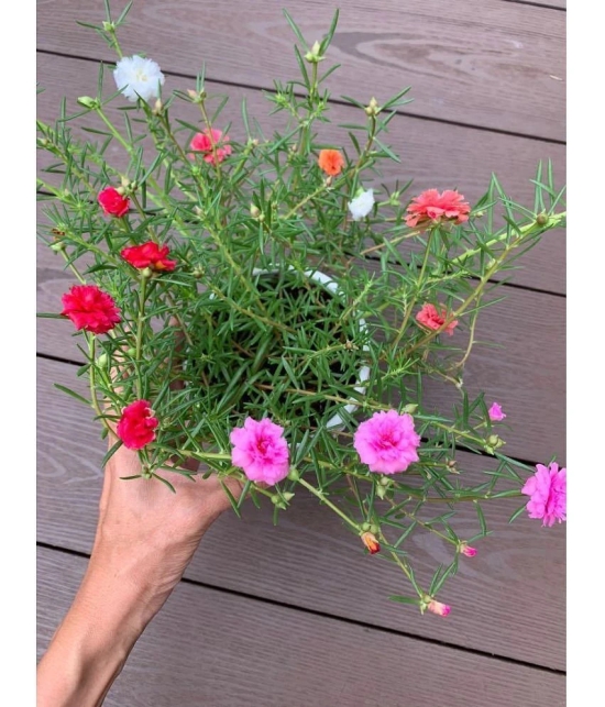 Portulaca Grandiflora Double Mix Flower Seeds - Pack of 30 Seeds