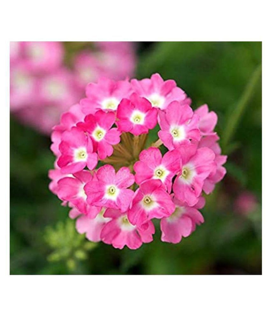 CLASSIC GREEN EARTH Kraft Seeds Verbena Hybrid Variety Flower Seeds with growing cocopeat