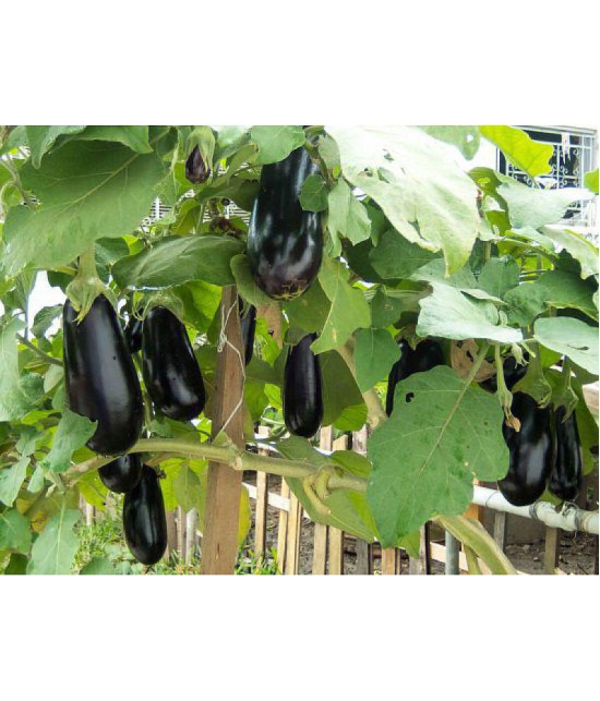 Brinjal purple round baingan 100 seeds high germination seeds with instruction manual