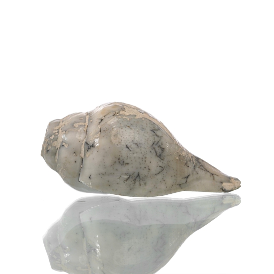 Idampiri Shankh Small | Natural Conch Shell-