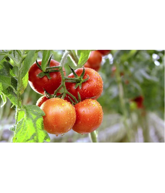 homeagro - Tomato Vegetable ( 100 Seeds )