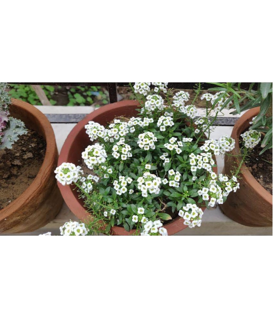 CLASSIC GREEN EARTH - Flower Seeds ( Alyssum Rosie O Day - Flower 50 Seeds )