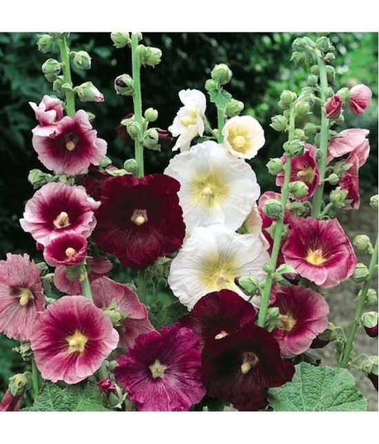 MIX COLOR PREMIUM HOLLYHOCK FLOWER 30 SEEDS PACK MORE THAN 5 COLOR PLANT SEEDS WITH FREE GIFT COCO PEAT AND USER MANUAL FOR HOME GARDENING