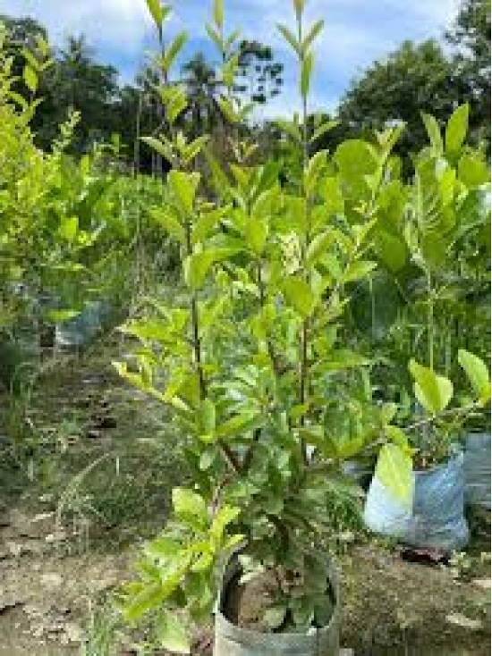 Barbados Cherry  Plant For Gardening