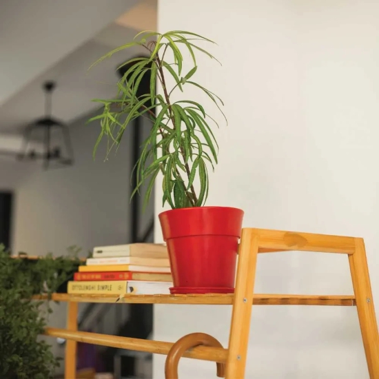 Plastic Planter Pot with Round Band With Tray Red