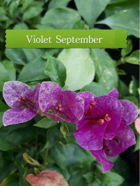 Thai Violet September Bougainvillea (Bougainvillea glabra)