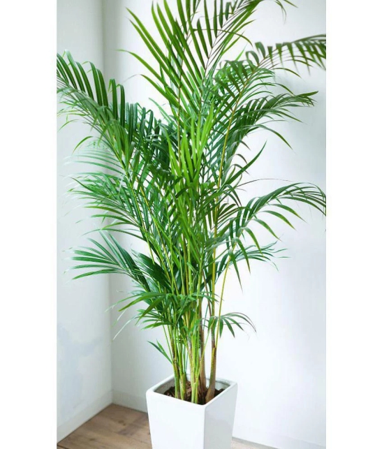 homeagro - Areca palm Plant ( 5 Seeds )