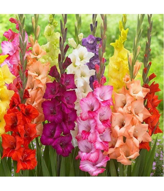 Gladiolus Bulbs ( 3 Bulbs ) Seed (3 per packet)