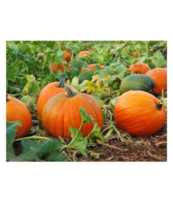 Organic Pumpkin Seeds ( 40 Seeds)