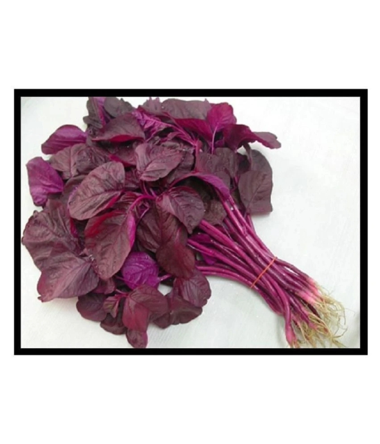 High Yield Red Amaranthus Laal Bhaji Seeds 200 seeds