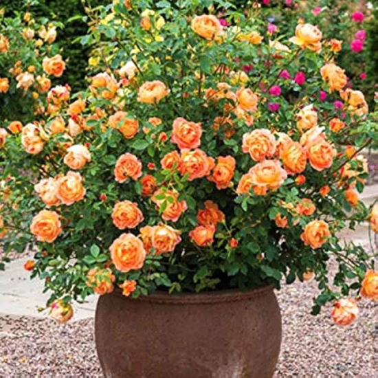 Climbing Rose Flower Plants (ORANGE)