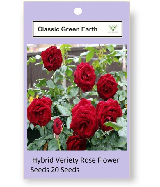 CLASSIC GREEN EARTH - Tube Rose Flower ( 60 Seeds )