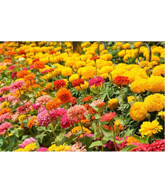 homeagro - Cosmos Mixed Flower ( 20 Seeds )