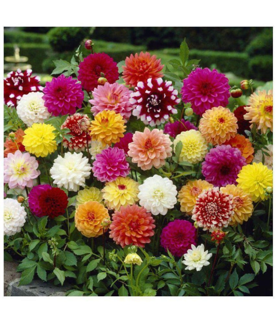 Azalea gardens  Mixed  Dahlia Flower  seeds  25  seeds  pack