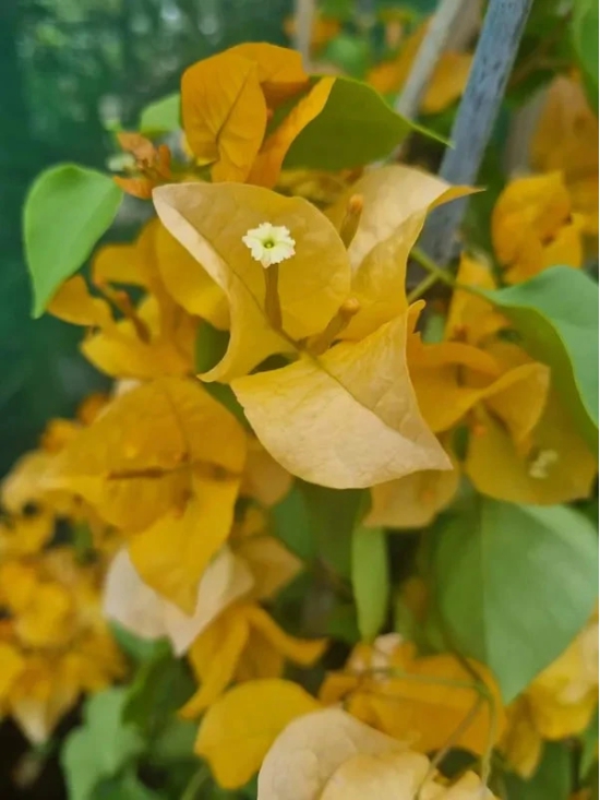 Thai Gold Bougainvallea Flowers  plant