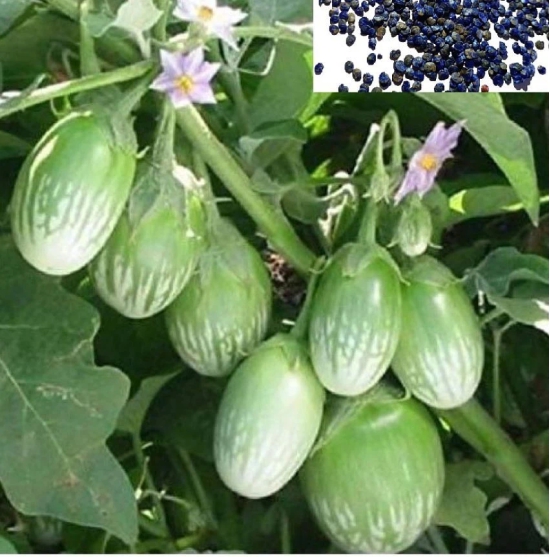 homeagro - Brinjal Vegetable ( 50 Seeds )