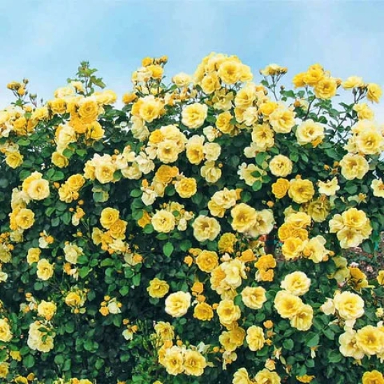 Climbing Rose Flower Plants (Yellow )