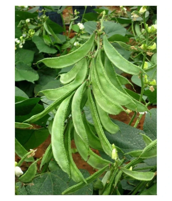 Dolichos Bean Lablab Seeds F1 Hybrid Creeper Vegetables Pack Seeds | Pack of 30 Seeds