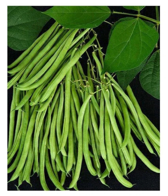 Lobia Hybrid Green Long Beans ( 25 Seeds ) - Lobia ka beej