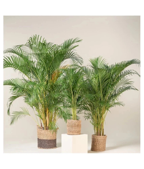 Areca palm plant seed ( 10 seed ) for home gardeing use indoor and outdoor with cocoopeat free with user manual.