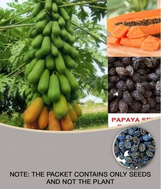 Papaya, Papita Honey Dew Fruit | Pack of 50 Seeds