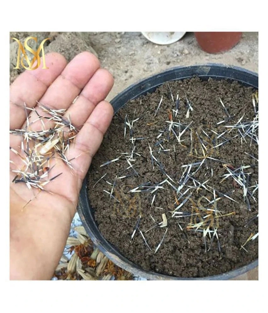 MS. Marigold Seeds MIX 30 seeds