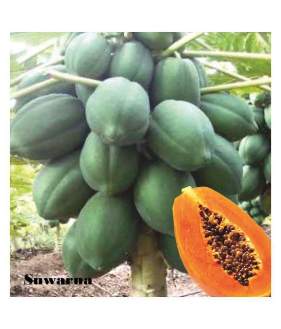 BS SEEDS Papaya Selection Seeds (50 Seeds)