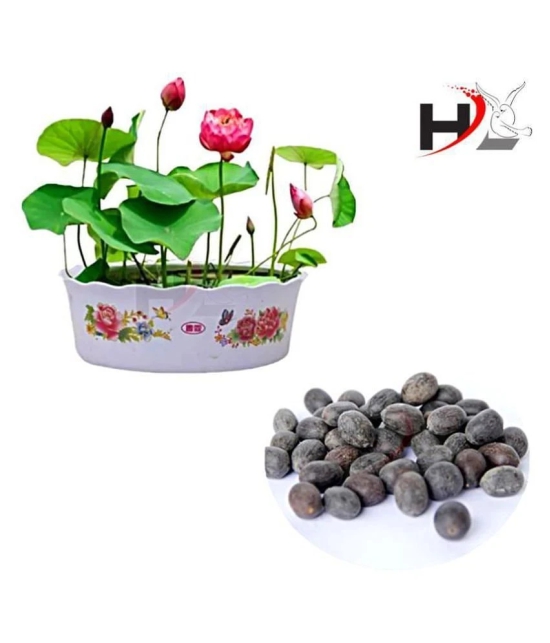 HL-Best Quality Lotus Flower Seeds Mix Colors Seeds / Kamal Gatta Seed - Kamal Gata Seed For Home Garden Free Supporting & Instruction Manual