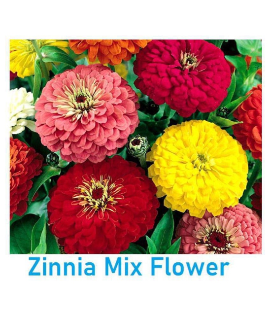 Zinnia Double Mix Flower Seeds (Multicolour, Pack of 50 )