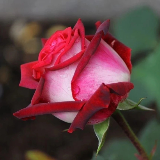 Hybrid Grafted Rose Plant(Red And White)