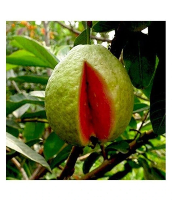 Rare Red Guava Psidium Guajava Guava Fruit Seeds for Growing - Pack of 50 Seeds