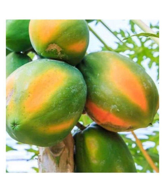 garden plants Thai Papaya Hybrid Variety Dwarf Fruit 50 Seeds + Instruction Manual