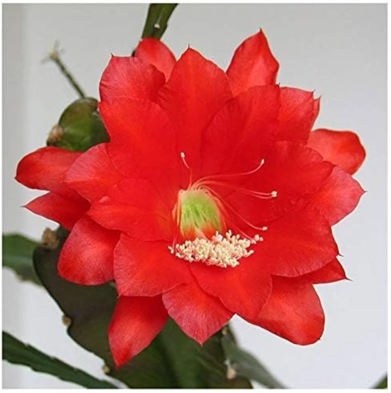 Brahma kamal Red Flower Plant