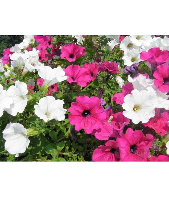 homeagro - Petunia Mixed Flower ( 50 Seeds )