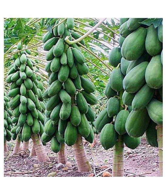 Thai Papaya Hybrid Variety Dwarf Fruit 50 Seeds Packet