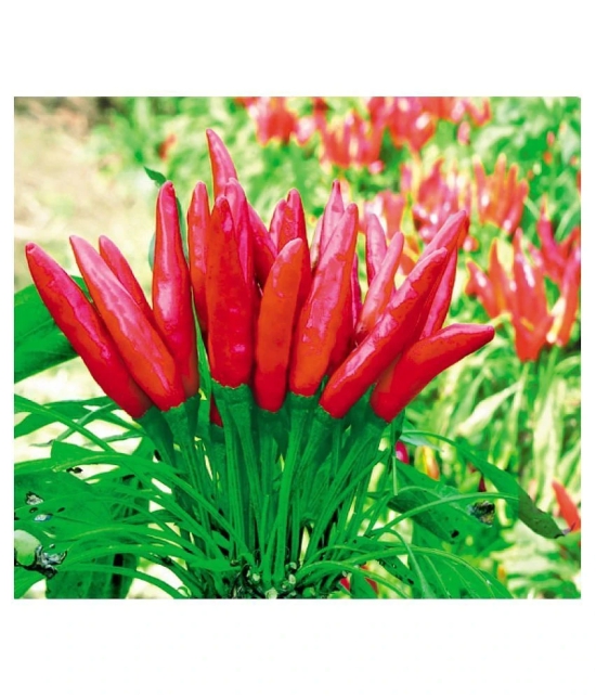 Hybrid F1 Green Chilli Seeds-50 seeds