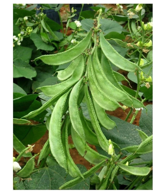 Dolichos Improved Sem Phali, Lima Beans - Vegetable 30 Seeds