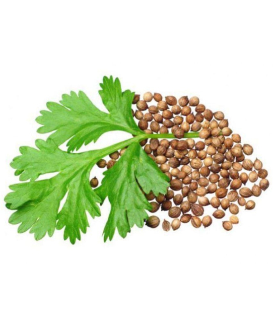 Coriander Seeds, Dhania Seeds, Organic Cilantro Seeds Pack Of 200 Seeds