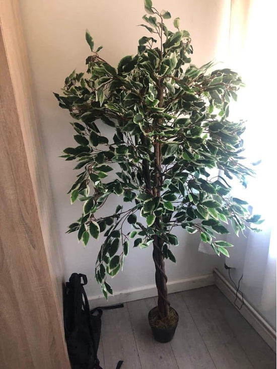 ARTIFICIAL GORGEOUS FICUS BENJAMINA VARIEGATED PLANT 6ft height