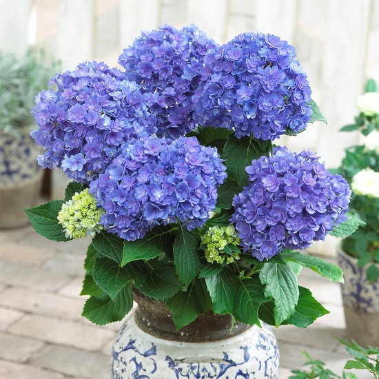 Hybrid hydrangea Plants(Pink Colour)