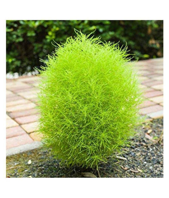 NurseryServe Kochia Burning Bush Green Flowering Seeds (40+ seeds) with growing cocopeat