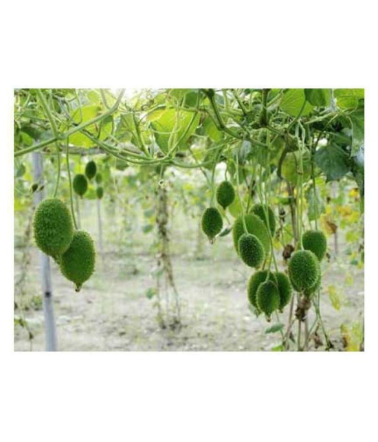 shivam - KANTOLA SEEDS | Pack of 20