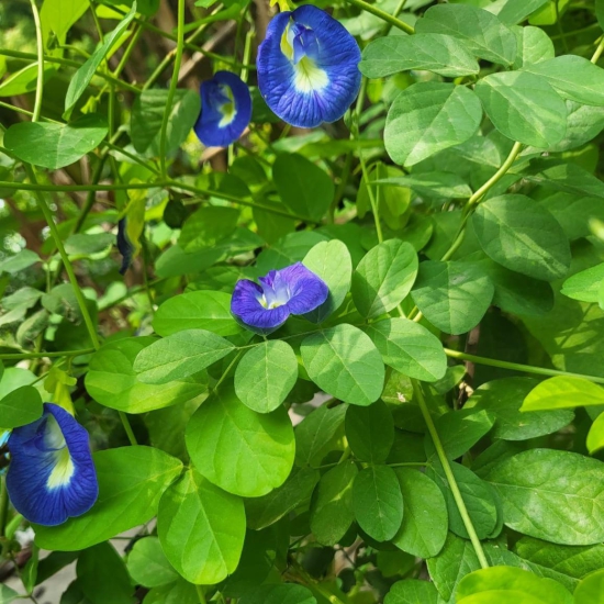 Butterfly Pea Flower Tea | Blue Pea Tea | Beauty & Brain Tisane