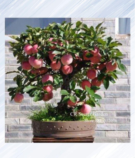 Apple Hazaratbali Variety Fruit Seed Plant For Indoor