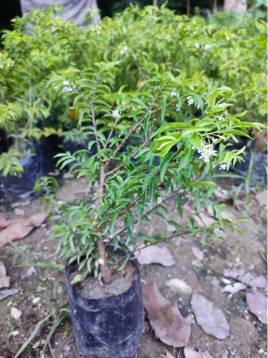 Water Jasmine Bonsai