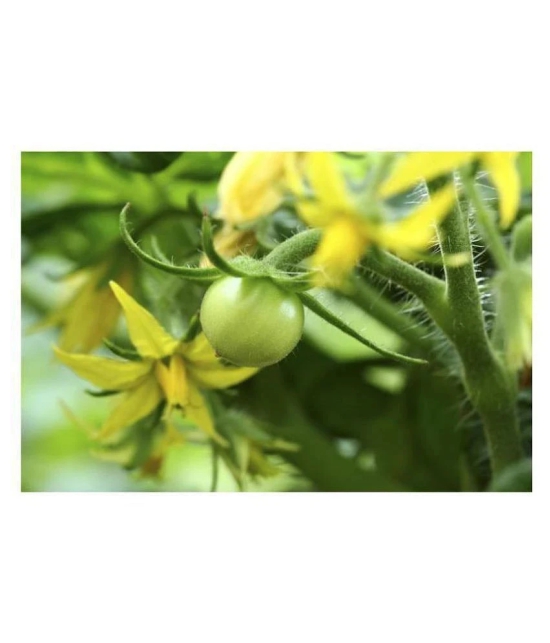 Hybrid Indian Tomato | Tamatar 100 Seeds Pack + free seeds