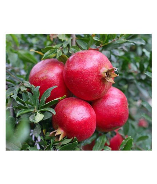 SHOP 360 GARDEN Pomegranate (Punica granatum), Anar, Annar, Madhulai Fruit Seeds For Growing - Pack of 30 Seeds