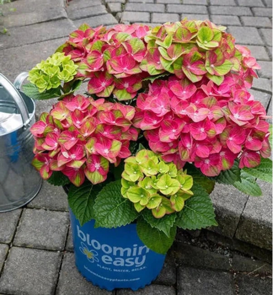 Hybrid Hydrangea Plant For Gardening